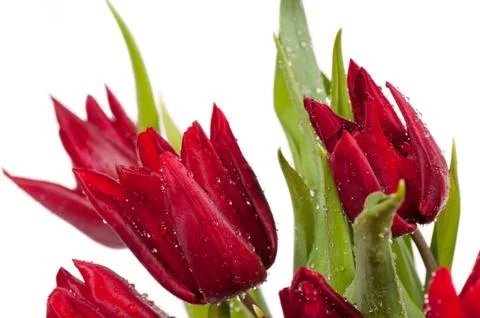 Red tulips Foto stock