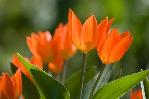 Red tulips Stock Photos