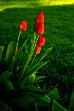 Red Tulips Foto stock