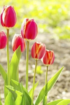 Red tulips Stock-Fotos