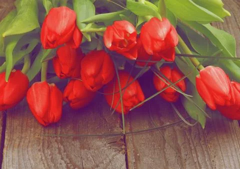 Red tulips Stock Photos