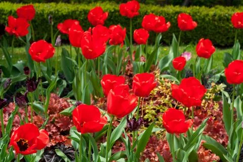 Red tulips Stock Photos
