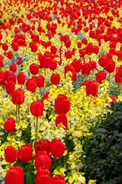 Red tulips Stock Photos