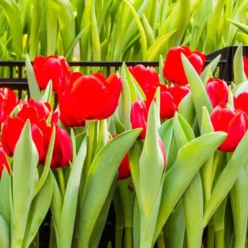 Red tulips Stock Photos