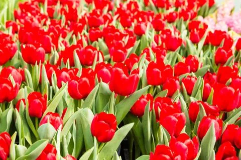 Red tulips Stock Photos