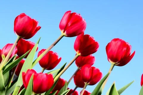 Red tulips Stock Photos