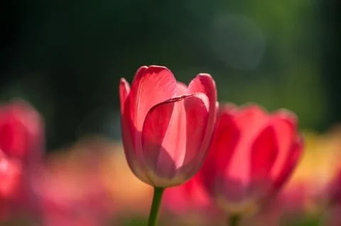 Red tulips Stock Photos
