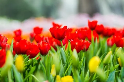 Red tulips Stock Photos