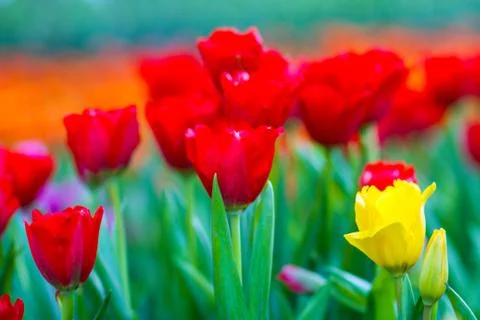 Red tulips Stock Photos