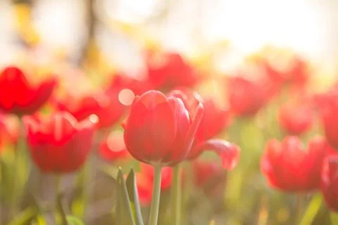 Red tulips Stock Photos