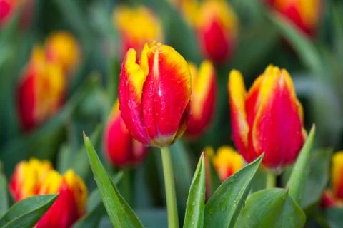 Red tulips Stock Photos
