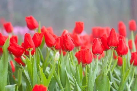 Red tulips Stock Photos