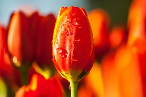 Red tulips Stock Photos