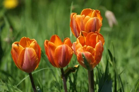 Red tulips Stock Photos