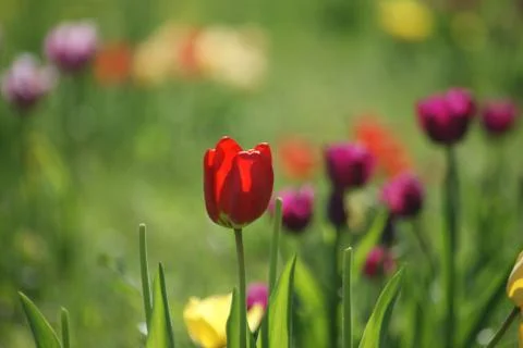 Red tulips Stock Photos
