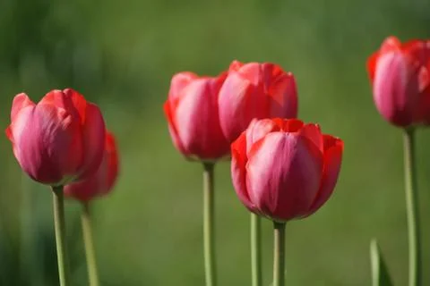 Red tulips Stock Photos