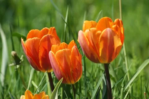 Red tulips Stock Photos