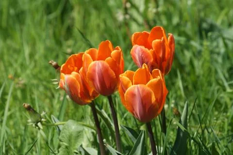 Red tulips Stock Photos