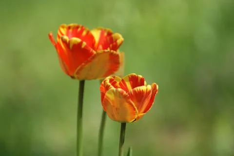 Red tulips Stock Photos