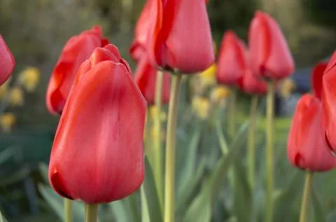 Red tulips Stock Photos