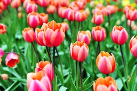 Red  tulips 写真素材