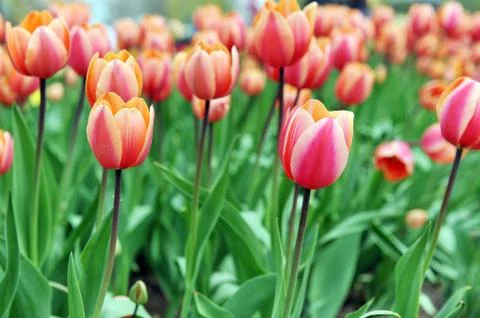 Red  tulips Foto stock