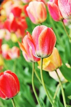 Red  tulips Stock Photos