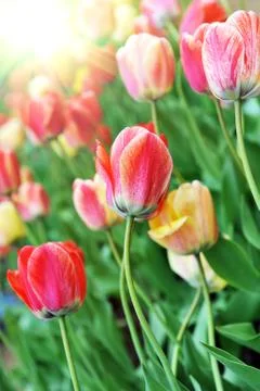 Red  tulips Stock Photos