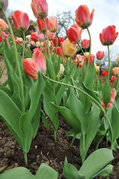 Red  tulips Stock Photos