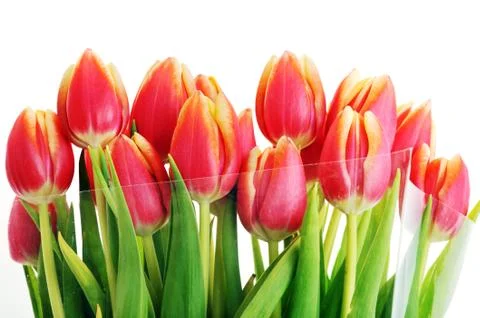 Red tulips Stock Photos