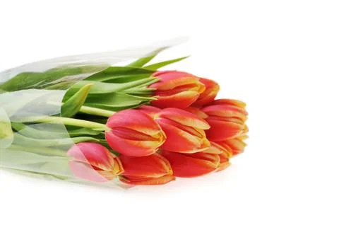 Red tulips Stock Photos