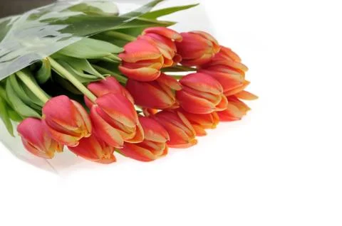 Red tulips Stock Photos