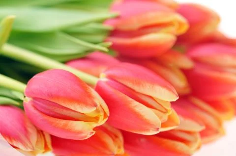 Red tulips Stock Photos