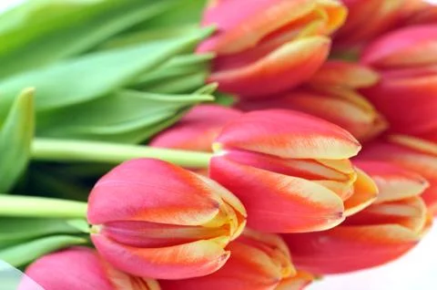 Red tulips Stock Photos