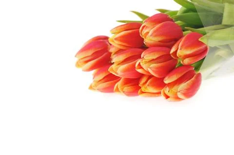Red tulips Foto stock