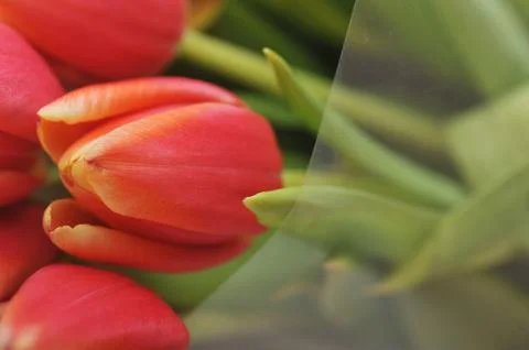 Red tulips Foto stock