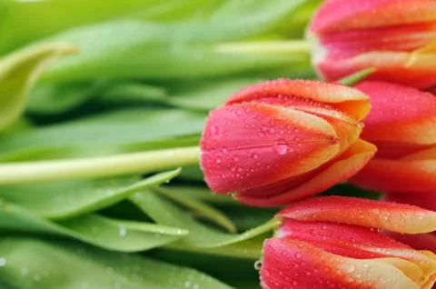 Red tulips Stock Photos
