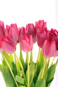 Red tulips Stock Photos