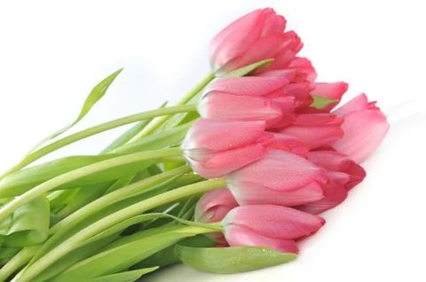 Red tulips Stock Photos