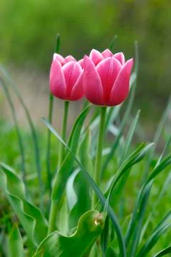 Red tulips Stock Photos