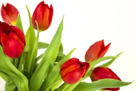 Red tulips Stock Photos