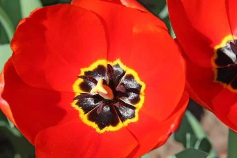 Red tulips Stock Photos