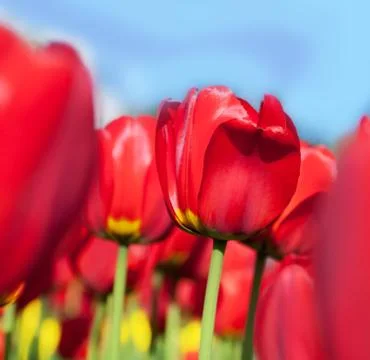 Red tulips Stock Photos