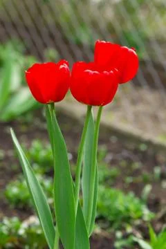 Red tulips Stock Photos