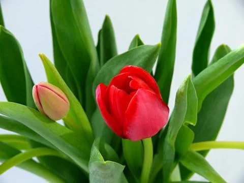 Red tulips Stock Photos