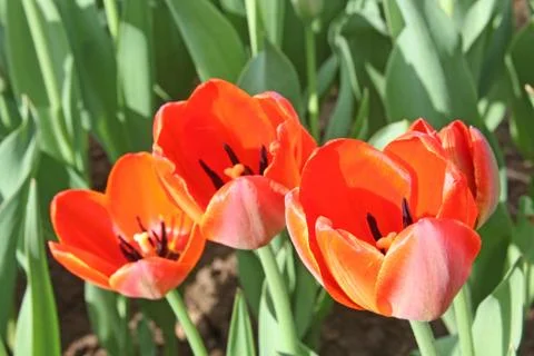 Red tulips Foto stock
