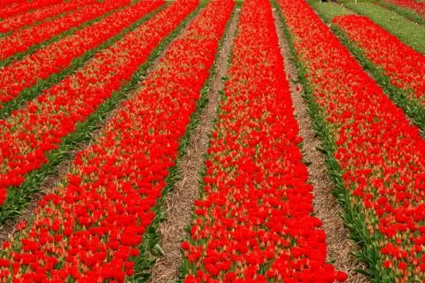 Red tulips Stock Photos