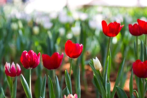 Red tulips Stock Photos