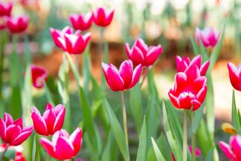 Red tulips Stock Photos