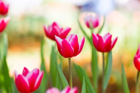 Red tulips Stock Photos